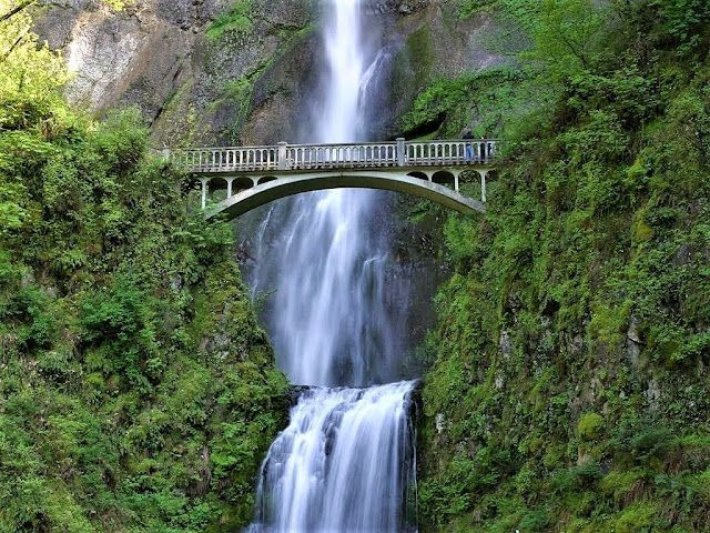 Là Di sản Thế giới nổi bật của Colombia. Los Katíos National Park được UNESCO công nhận là Di sản Thế giới năm 1994 nhờ giá trị sinh học đặc biệt và vai trò quan trọng trong việc bảo tồn các hệ sinh thái nhiệt đới. Đây là một trong những khu bảo tồn thiên nhiên quan trọng nhất của Colombia. Ảnh: Pinterest.