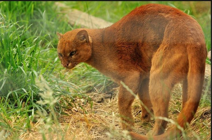 Thức ăn của beo chồn khá đa dạng. Chúng săn chim, bò sát, động vật gặm nhấm, thỏ và đôi khi cả cá, cho thấy khả năng thích nghi cao với nhiều hệ sinh thái khác nhau. Ảnh: Pinterest.