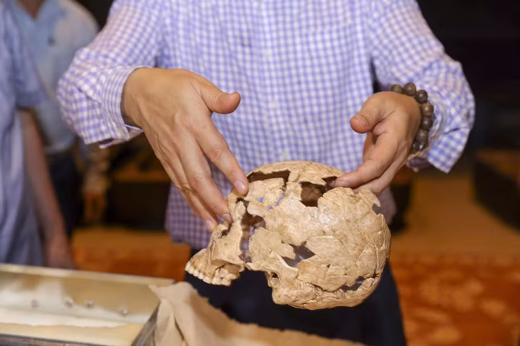 Bộ xương tìm thấy thuộc giai đoạn cuối Kỷ Băng hà và có tình trạng bảo quản tự nhiên tương đối tốt. Đây được xem là DNA ty thể người cổ xưa nhất từng biết đến tại Việt Nam. Ảnh: Báo Tiền Phong.