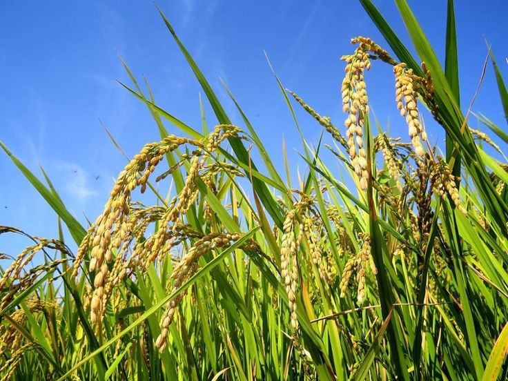 Lúa đóng vai trò trung tâm trong văn hóa Á Đông. Tại Việt Nam, Trung Quốc, Nhật Bản hay Ấn Độ, cây lúa gắn với tín ngưỡng, lễ hội, văn học dân gian, và được xem là biểu tượng của sự no đủ, phồn thịnh. Ảnh: Pinterest.