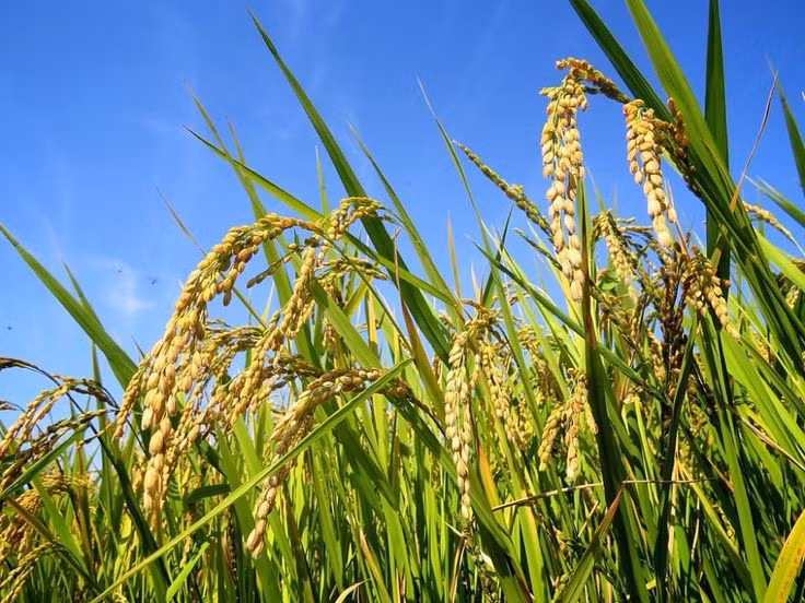 Lúa đóng vai trò trung tâm trong văn hóa Á Đông. Tại Việt Nam, Trung Quốc, Nhật Bản hay Ấn Độ, cây lúa gắn với tín ngưỡng, lễ hội, văn học dân gian, và được xem là biểu tượng của sự no đủ, phồn thịnh. Ảnh: Pinterest.