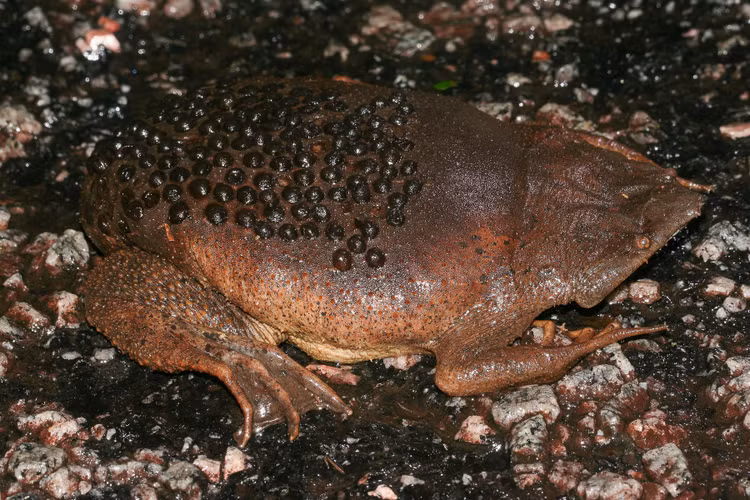 “Ổ trứng sống” trên lưng. Cóc Suriname (Pipa pipa) nổi tiếng với cách sinh sản kỳ lạ khi con cái mang trứng cấy trực tiếp vào da lưng, nơi chúng phát triển cho đến khi nở. Ảnh: Pinterest.