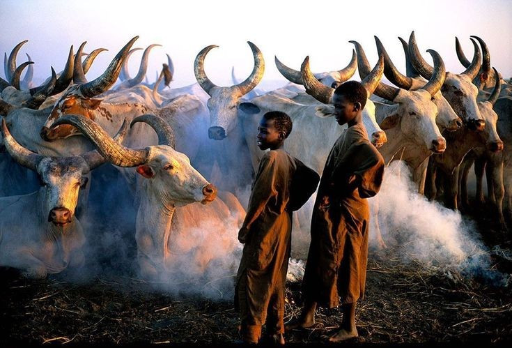 Chịu ảnh hưởng nặng nề bởi xung đột. Chiến tranh và bất ổn tại Nam Sudan đã tác động sâu sắc đến đời sống người Dinka, khiến nhiều cộng đồng phải di cư hoặc thay đổi lối sống du mục truyền thống. Ảnh: Pinterest.