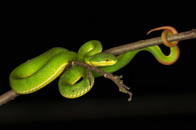 1. Tên gọi “lục đuôi đỏ” xuất phát từ phần đuôi màu nâu đỏ đặc trưng. Phần lớn cơ thể có màu xanh lục sáng, nhưng phần đuôi chuyển sang đỏ hoặc nâu đỏ, là dấu hiệu nhận biết đặc trưng của loài. Ảnh: Pinterest.