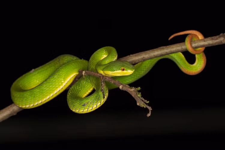 1. Tên gọi “lục đuôi đỏ” xuất phát từ phần đuôi màu nâu đỏ đặc trưng. Phần lớn cơ thể có màu xanh lục sáng, nhưng phần đuôi chuyển sang đỏ hoặc nâu đỏ, là dấu hiệu nhận biết đặc trưng của loài. Ảnh: Pinterest.