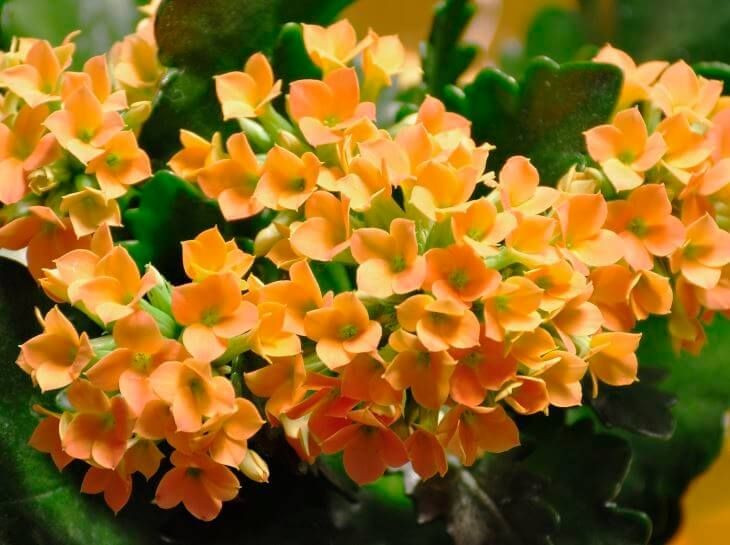 Hoa nở rực rỡ quanh năm nếu đủ sáng. Không chỉ là cây thuốc, Kalanchoe blossfeldiana còn được ưa chuộng làm cây cảnh nhờ hoa nhỏ, bền màu và nở kéo dài. Ảnh: Pinterest.