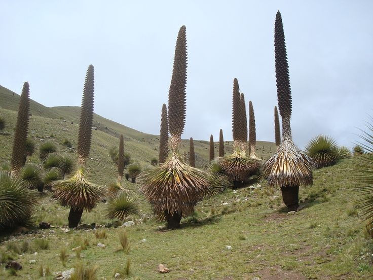 Bị đe dọa bởi biến đổi khí hậu và chăn thả. Sự thay đổi khí hậu, cháy rừng và hoạt động chăn thả gia súc đã làm suy giảm quần thể Puya raimondii trong tự nhiên, khiến loài này cần được bảo tồn. Ảnh: Pinterest.