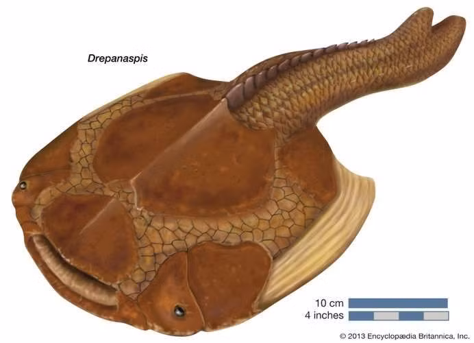 Lớp giáp bảo vệ đặc biệt. Đầu và phần thân trước của loài cá này được bao phủ bởi các tấm xương cứng ghép lại, đóng vai trò như áo giáp chống lại kẻ săn mồi thời tiền sử. Ảnh: Pinterest.