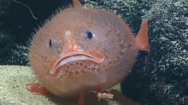 Có thể “phồng mình” khi bị đe dọa. Khi cảm thấy nguy hiểm, cá quan tài có khả năng hút nước vào cơ thể để phồng lên, khiến chúng trông to hơn và khó bị nuốt chửng. Ảnh: natgeofe.com.