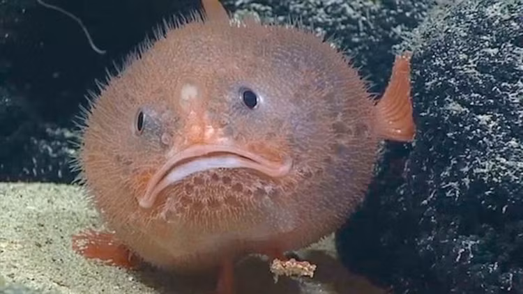 Có thể “phồng mình” khi bị đe dọa. Khi cảm thấy nguy hiểm, cá quan tài có khả năng hút nước vào cơ thể để phồng lên, khiến chúng trông to hơn và khó bị nuốt chửng. Ảnh: natgeofe.com.