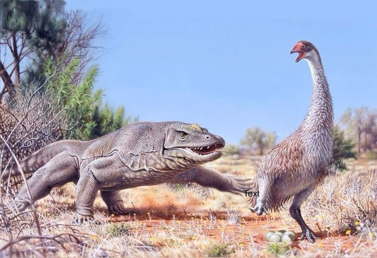 Thằn lằn lớn nhất từng được biết đến. Kỳ đà khổng lồ có thể dài tới 5–7 mét và nặng hơn 500 kg theo một số ước tính. Kích thước này khiến nó trở thành loài thằn lằn trên cạn lớn nhất trong lịch sử Trái Đất. Ảnh: Pinterest.