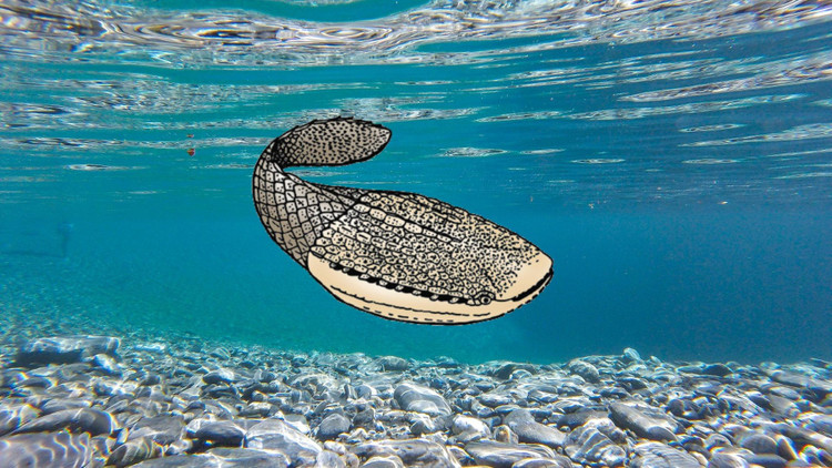 Không có hàm. Đây là loài cá cổ không hàm, chỉ có miệng tròn đơn giản để hút thức ăn. Ảnh: przystaneknauka.us.edu.pl.