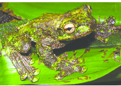 Nòng nọc thích nghi môi trường chật hẹp. Nòng nọc phát triển trong không gian nhỏ, đôi khi có hành vi cạnh tranh mạnh để sinh tồn trong điều kiện hạn chế. Ảnh: researchgate.net.