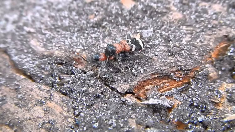 Tên gọi bắt nguồn từ hình dáng giống kiến. Loài bọ cánh cứng này được gọi là “bọ kiến” vì thân dài, thon và cách di chuyển khá giống kiến. Màu sắc đỏ đen đặc trưng trên cơ thể khiến chúng dễ nhận ra khi bò trên thân cây hoặc lớp vỏ cây trong rừng. Ảnh: Pinterest.