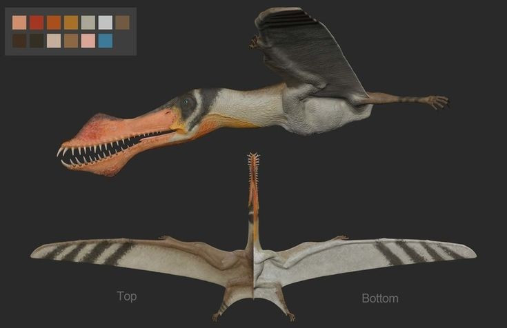Cấu trúc xương rất nhẹ. Xương của Anhanguera rỗng và nhẹ, giống như nhiều loài chim hiện đại. Điều này giúp giảm trọng lượng cơ thể, tạo điều kiện thuận lợi cho việc bay lượn trong không khí trong thời gian dài. Ảnh: Pinterest.