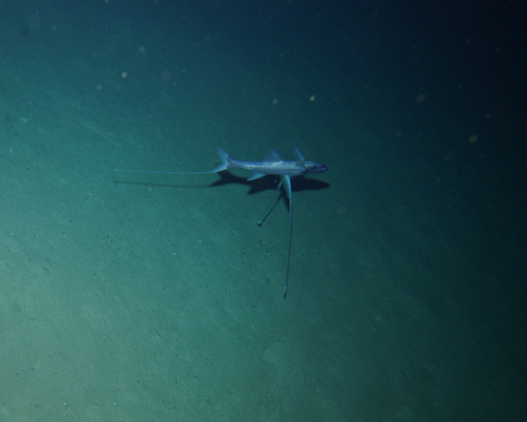 Biểu tượng của sự thích nghi tiến hóa. Sự tồn tại của cá vây que cho thấy khả năng tiến hóa đáng kinh ngạc của sinh vật biển sâu. Từ đôi “chân” độc đáo đến chiến lược săn mồi kiên nhẫn, chúng là minh chứng sống động cho việc sự sống có thể đáp ứng với những điều kiện khắc nghiệt nhất trên Trái Đất. Ảnh: inaturalist.org.