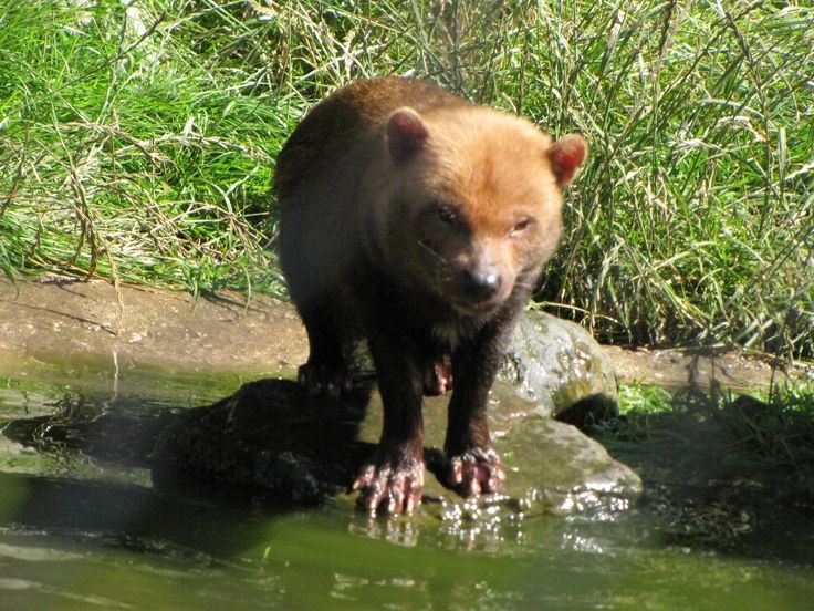 Có màng bơi giữa các ngón chân. Một đặc điểm hiếm thấy ở họ chó là màng bơi phát triển giữa các ngón, giúp chúng bơi lội rất giỏi. Chó bụi thường săn mồi gần sông và thậm chí truy đuổi con mồi xuống nước. Ảnh: Pinterest.