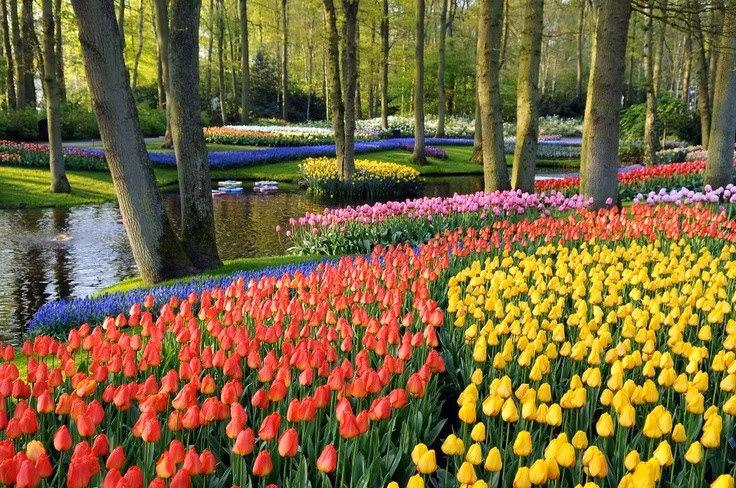 Mỗi màu hoa mang một thông điệp riêng. Trong ngôn ngữ hoa, tulip đỏ tượng trưng cho tình yêu nồng cháy, tulip vàng gắn với niềm vui và ánh nắng, còn tulip tím biểu trưng cho sự cao quý. Nhờ đó, tulip thường được chọn làm quà tặng trong nhiều dịp đặc biệt. Ảnh: Pinterest.