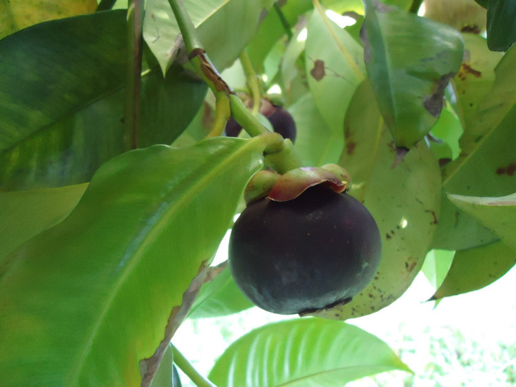 Cây măng cụt có nguồn gốc từ Đông Nam Á. Măng cụt được cho là có nguồn gốc ở khu vực bán đảo Mã Lai, Indonesia và các vùng lân cận. Từ đây, cây được trồng rộng rãi khắp Đông Nam Á như Thái Lan, Việt Nam, Malaysia và Philippines, trước khi được đưa sang nhiều vùng nhiệt đới khác trên thế giới. Ảnh: Pinterest.