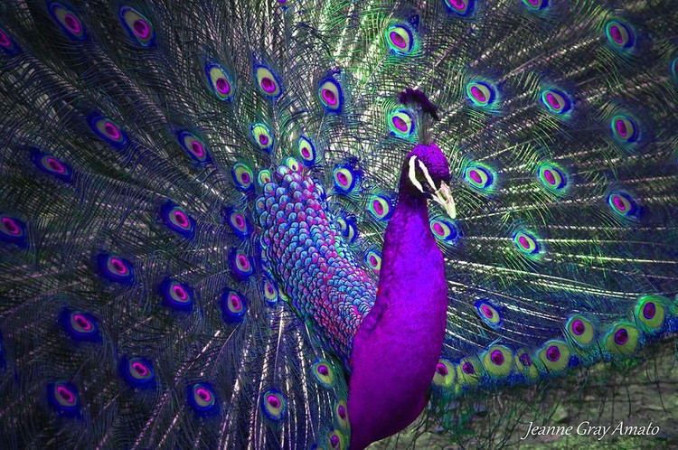 Màu sắc sặc sỡ không đến từ sắc tố. Màu xanh lam và ánh kim trên lông công chủ yếu là kết quả của cấu trúc vi mô phản xạ ánh sáng, tạo hiệu ứng quang học thay đổi theo góc nhìn. Ảnh: Pinterest.