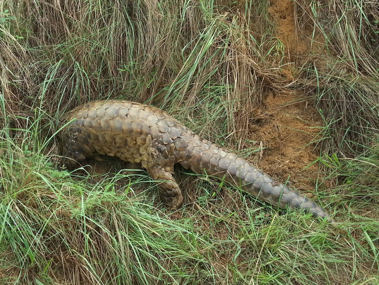 Bộ giáp vảy keratin độc đáo. Lớp vảy của chúng cấu tạo từ keratin – chất tạo nên tóc và móng người, giúp bảo vệ trước cú cắn của thú săn mồi. Ảnh: inaturalist.