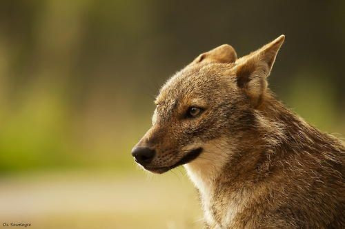 6. Đóng vai trò kiểm soát quần thể loài gặm nhấm. Chó rừng là kẻ săn mồi hiệu quả đối với chuột và các loài gặm nhấm, giúp kiểm soát dịch hại trong nông nghiệp một cách tự nhiên. Ảnh: Pinterest.