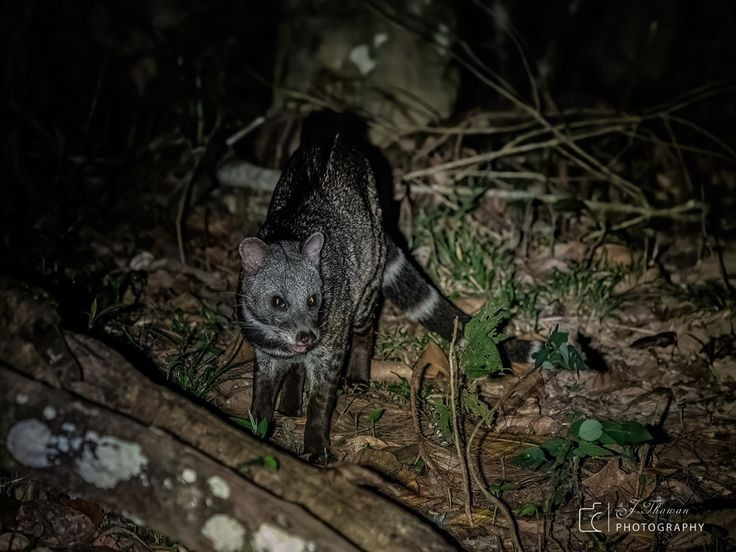 6. Có tuyến mùi đặc trưng để đánh dấu lãnh thổ. Giống như nhiều loài trong họ Cầy, chúng sử dụng tuyến mùi gần hậu môn để đánh dấu khu vực sinh sống. Ảnh: Pinterest.