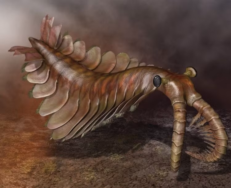 Anomalocaris – kẻ săn mồi thống trị đại dương. Với thân dài, vây bơi hai bên và cặp chi trước cong như lưỡi hái, Anomalocaris từng là nỗi khiếp sợ của sinh vật biển thời Cambri. Ảnh: Pinterest.