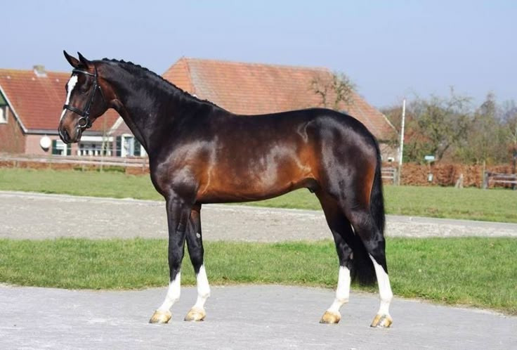 So sánh với các loài móng guốc khác. Nhiều loài móng guốc như hươu, bò hay linh dương cũng có cơ chế tương tự, nhưng hệ thống khóa khớp của ngựa được đánh giá là hoàn thiện và hiệu quả bậc nhất. Ảnh: Pinterest.