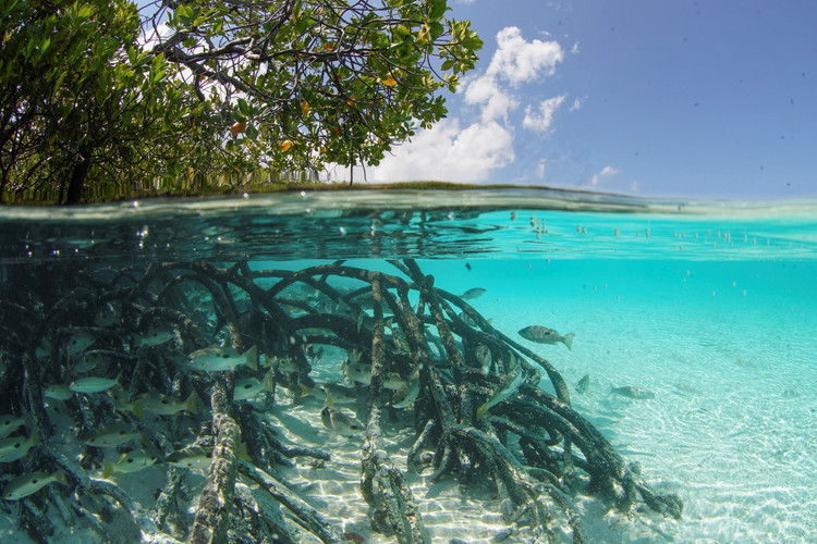 Đầm phá rộng lớn ở trung tâm. Đảo san hô này có một đầm phá khổng lồ ở giữa, nơi thủy triều ra vào tạo nên hệ sinh thái biển phong phú và thay đổi liên tục. Ảnh: parrapi.com.