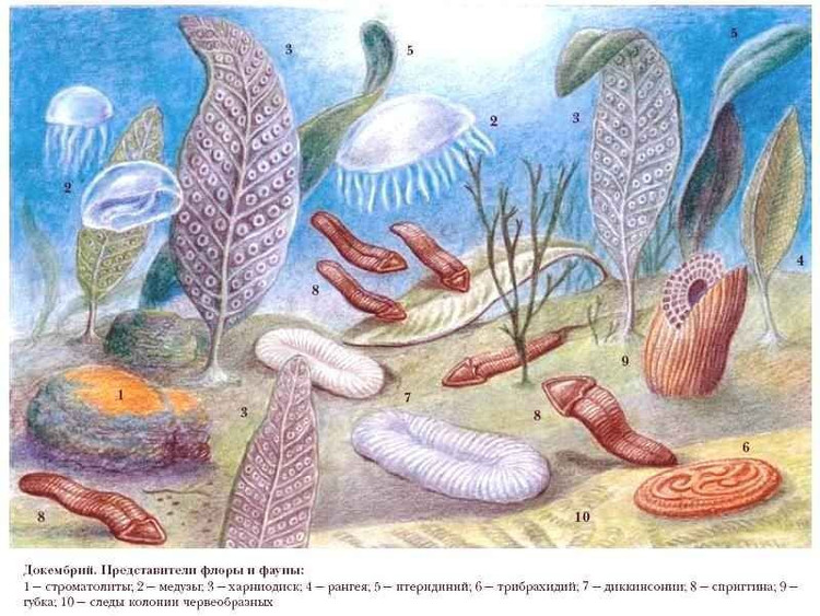 Bí ẩn chưa có lời giải hoàn toàn. Cho đến nay, Charnia vẫn là một trong những sinh vật bí ẩn nhất lịch sử Trái Đất, khiến các nhà khoa học tiếp tục nghiên cứu để hiểu rõ nguồn gốc và cách sống của nó. Ảnh: Pinterest.