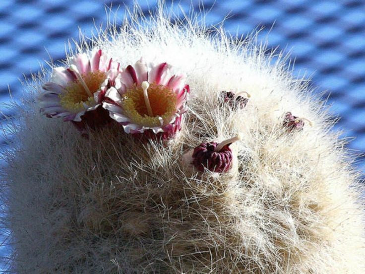Xương rồng bạch đầu ông hiếm khi nở hoa. Hoa của chúng chỉ xuất hiện khi cây trưởng thành, thường vào ban đêm với màu hồng nhạt hoặc vàng kem. Ảnh: Pinterest.