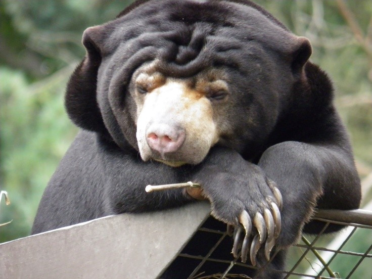 7. Là loài có trí thông minh cao. Các nghiên cứu chỉ ra rằng gấu chó có khả năng học hỏi và ghi nhớ rất tốt. Chúng có thể sử dụng công cụ đơn giản để tìm thức ăn trong điều kiện nuôi nhốt. Ảnh: Pinterest.