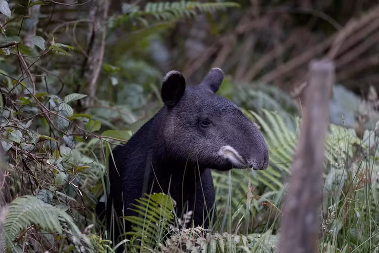 Sống đơn độc và khá kín đáo. Loài này thường sống đơn lẻ và hoạt động chủ yếu vào ban đêm hoặc lúc bình minh, hoàng hôn. Tập tính kín đáo khiến chúng rất khó quan sát trong tự nhiên. Ảnh: media.lex.dk.