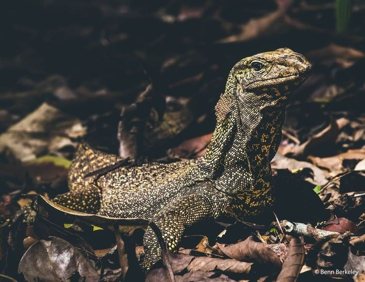 3. Sống chủ yếu ở rừng và vùng ven sông. Chúng phân bố ở Thái Lan, Malaysia, Myanmar và một số khu vực ở miền Nam Việt Nam, thường ẩn mình trong rừng ẩm hoặc gần nguồn nước. Ảnh: Pinterest.