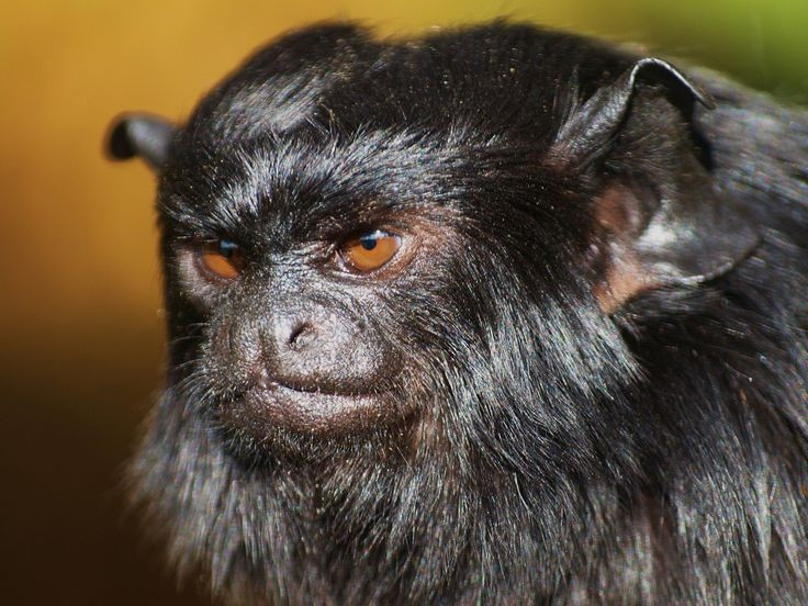 Giao tiếp bằng âm thanh cao và sắc. Loài khỉ này phát ra nhiều âm thanh chói tai, cao và dứt khoát để cảnh báo nguy hiểm hoặc giữ liên lạc trong tán rừng dày đặc. Âm thanh đóng vai trò sống còn trong môi trường tầm nhìn hạn chế. Ảnh: Pinterest.