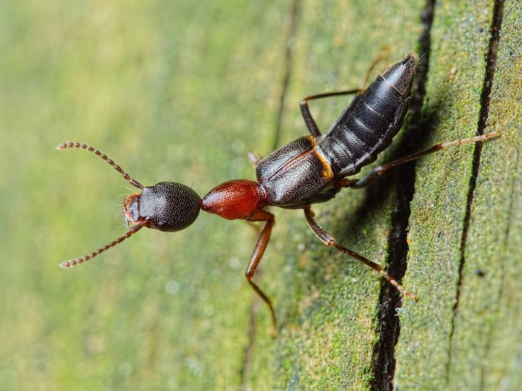 5. Thường xuất hiện vào mùa mưa và gần đèn sáng. Loài này có xu hướng bay vào nhà khi trời tối, đặc biệt bị thu hút bởi ánh sáng đèn huỳnh quang, khiến con người dễ vô tình tiếp xúc với chúng. Ảnh: Pinterest.