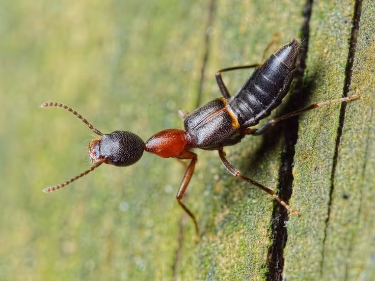 5. Thường xuất hiện vào mùa mưa và gần đèn sáng. Loài này có xu hướng bay vào nhà khi trời tối, đặc biệt bị thu hút bởi ánh sáng đèn huỳnh quang, khiến con người dễ vô tình tiếp xúc với chúng. Ảnh: Pinterest.