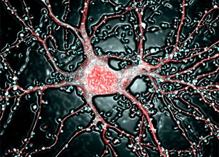 Các thí nghiệm cho chuột thực hiện nhiệm vụ điều khiển vòng tròn trên màn hình đã minh họa quá trình thần kinh từ tiếp nhận tín hiệu thị giác, ra quyết định vận động đến phản ứng với phần thưởng.