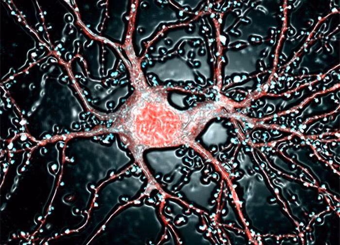 Các thí nghiệm cho chuột thực hiện nhiệm vụ điều khiển vòng tròn trên màn hình đã minh họa quá trình thần kinh từ tiếp nhận tín hiệu thị giác, ra quyết định vận động đến phản ứng với phần thưởng.