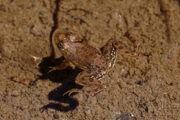 Màu da ngụy trang hoàn hảo. Ếch có màu nâu, ô-liu hoặc xám lục với các đốm sẫm, giúp hòa lẫn vào bùn đất và thảm thực vật ven nước. Khi đứng yên, chúng rất khó bị phát hiện bởi kẻ săn mồi như rắn nước hay chim. Ảnh: inaturalist.