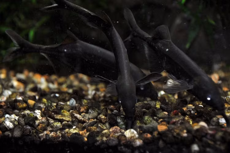 Bộ não phát triển đáng kinh ngạc. So với kích thước cơ thể, cá vòi voi có bộ não rất lớn. Tỷ lệ não so với cơ thể của chúng thuộc hàng cao trong thế giới cá, cho thấy khả năng xử lý thông tin phức tạp, đặc biệt liên quan đến tín hiệu điện. Ảnh: Flickr.