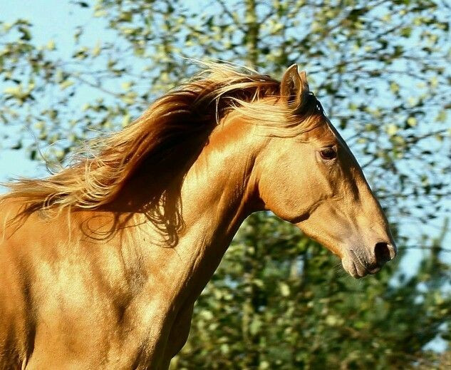 Những tranh luận khoa học hiện nay. Một số nghiên cứu di truyền gần đây cho rằng việc thuần hóa ngựa có thể diễn ra ở nhiều khu vực khác nhau, nhưng vùng thảo nguyên Á-Âu vẫn được xem là trung tâm quyết định nhất. Ảnh: Pinterest.