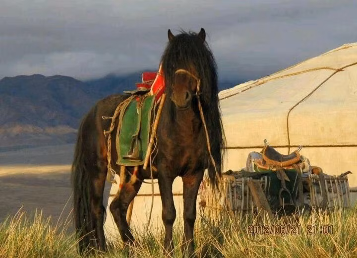 Vai trò trong chiến thuật Mông Cổ. Mỗi chiến binh Mông Cổ thường mang theo nhiều ngựa, thay phiên cưỡi, cho phép đội quân duy trì sức chiến đấu liên tục và vượt quãng đường mà đối thủ không thể theo kịp. Ảnh: Pinterest.