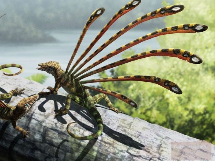 Nổi tiếng với cấu trúc gai lạ thường. Điểm gây chú ý nhất của Longisquama là các cấu trúc dài, mỏng giống lông hoặc vảy kéo dài từ lưng, chưa từng thấy ở loài bò sát nào khác. Ảnh: Pinterest.