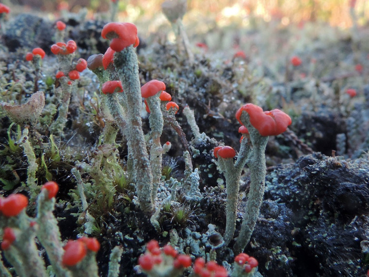 Địa y que diêm có khả năng phục hồi sau khô hạn. Khi gặp nước, chúng “sống dậy” nhanh chóng sau nhiều tuần khô cằn. Ảnh: britishlichensociety.org.uk.