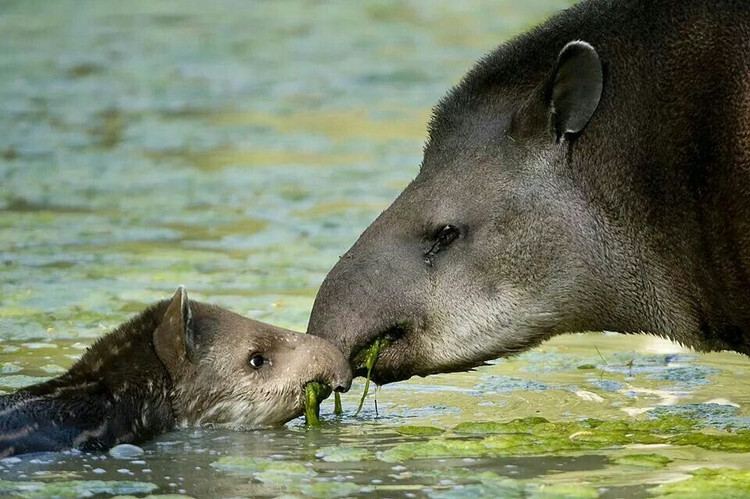 Đang bị đe dọa do mất môi trường sống. Phá rừng và săn bắt khiến số lượng lợn vòi Nam Mỹ sụt giảm nghiêm trọng ở nhiều nơi. Ảnh: Pinterest.