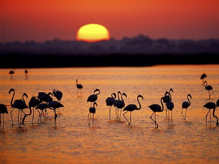 Vườn quốc gia Doñana là vùng đất ngập nước quan trọng nhất châu Âu. Vùng đất ngập nước rộng lớn này thu hút nhiều loài chim sinh sống và dừng chân khi di trú. Ảnh: Pinterest.