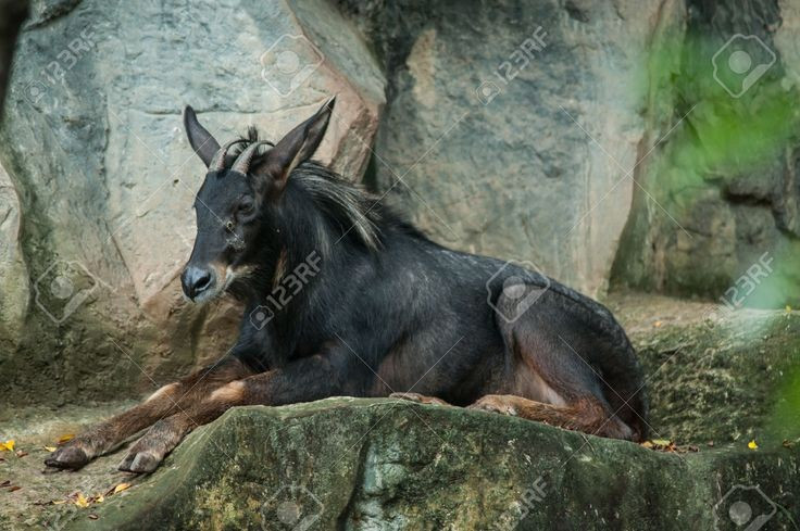 2. Không thuộc chi dê mà là một chi riêng biệt. Dù trông giống dê rừng, sơn dương không phải họ hàng gần của dê (chi Capra) mà thuộc chi Capricornis trong họ Trâu bò (Bovidae). Ảnh: Pinterest.