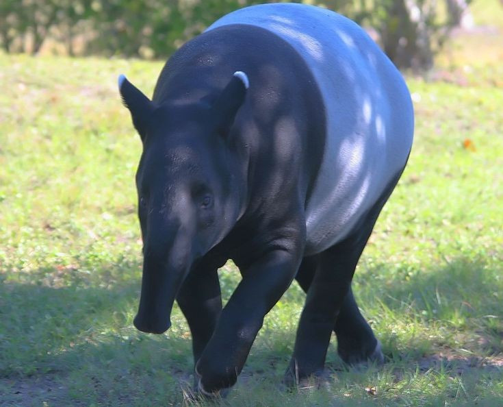Lợn vòi Mã Lai là loài “ăn chay”. Thức ăn chủ yếu của chúng là lá cây, quả, chồi non và cành mềm, đóng vai trò quan trọng trong việc phát tán hạt giống trong rừng. Ảnh: Pinterest.